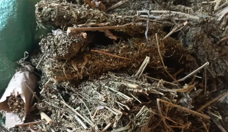 Suspect arrested, cannabis seized in Kitui and Homa Bay crackdown