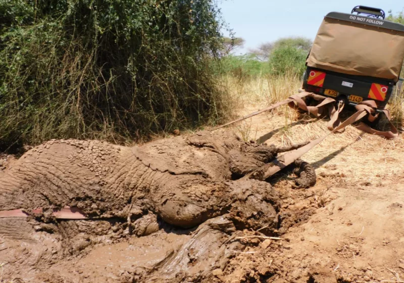 KWS operation saves elephant trapped in mud pit