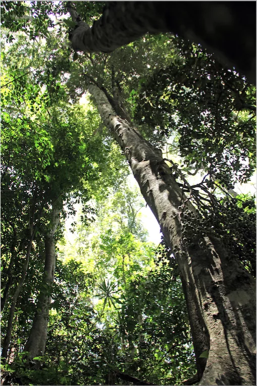 Report warns Africa is exporting its tree wealth too cheaply