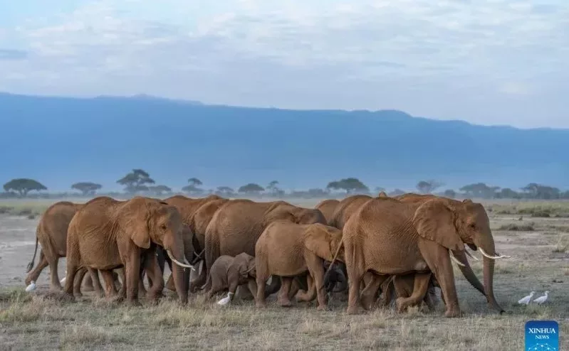 Amboseli elephant deaths spark agency blame game