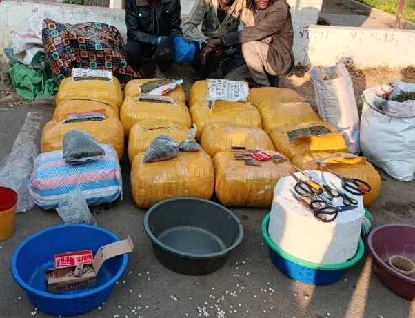 3 nabbed, bhang worth Sh3.3m seized in Narok