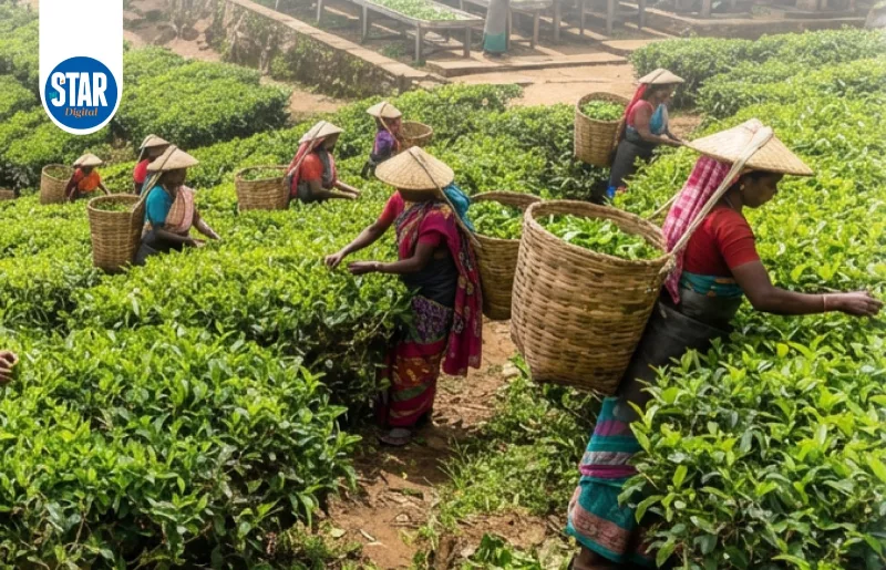 The World’s Largest Tea Producers