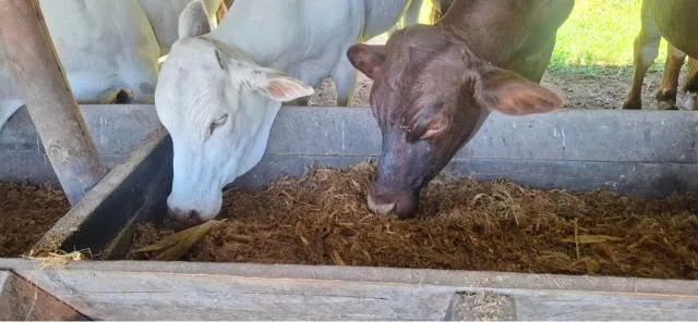 Feedlots