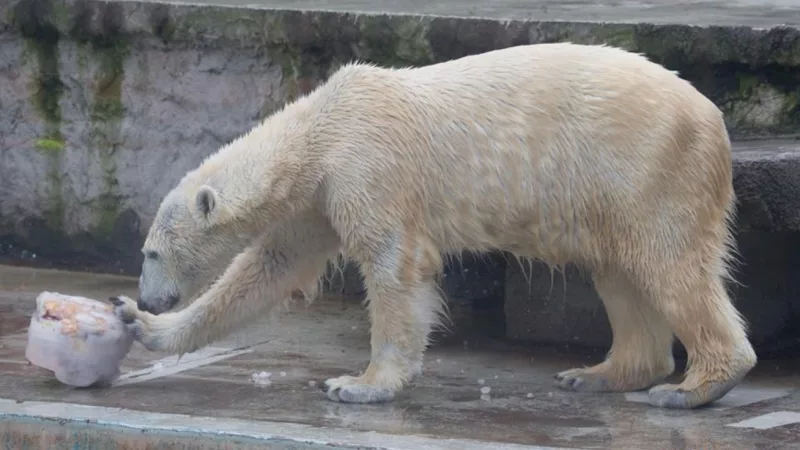 Person fined after using foghorn to wake sleeping polar bear