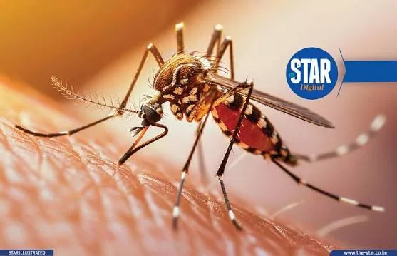 US issues dengue travel alert for Kenya as cases rise