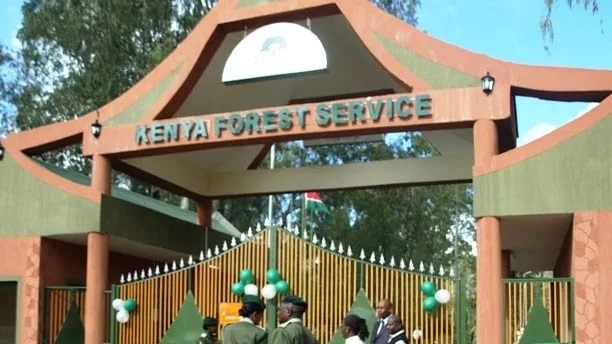 Mystery felling of 350 trees sparks KFS investigation