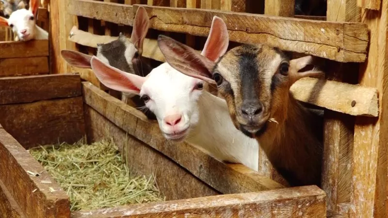 Experts warn of hidden cost of homemade animal feeds