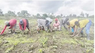 More farmers turn to loans as production cost rises, CBK report shows