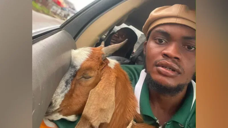 Celebrity goat: How this graduation gift went viral