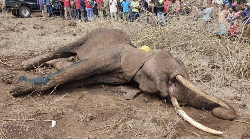 Kenya Veterinary Association calls for probe into 15 elephant deaths