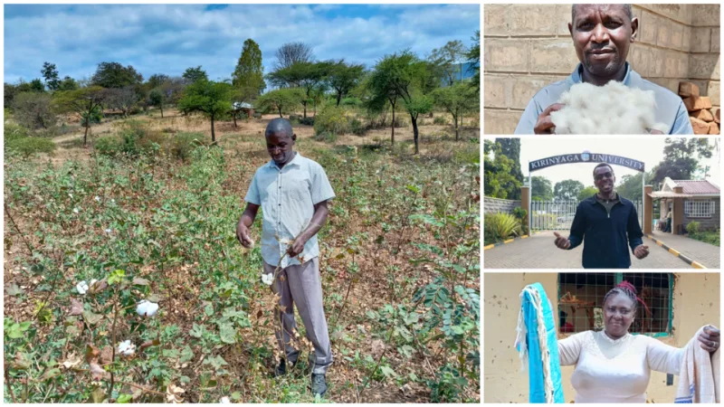 Portable mini-ginnery boon to cotton farmers’ earnings