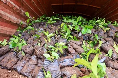 Coffee seedlings distributed to farmers at Kesses in Uasin Gishu county
