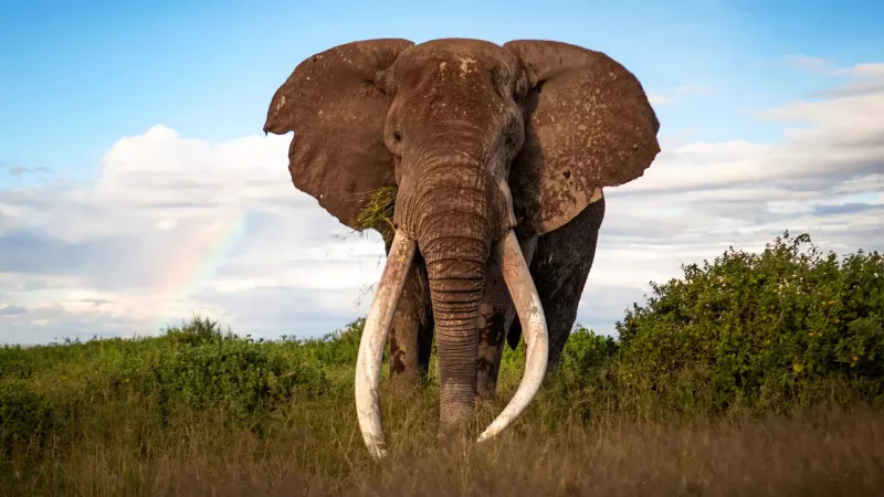 An elephant