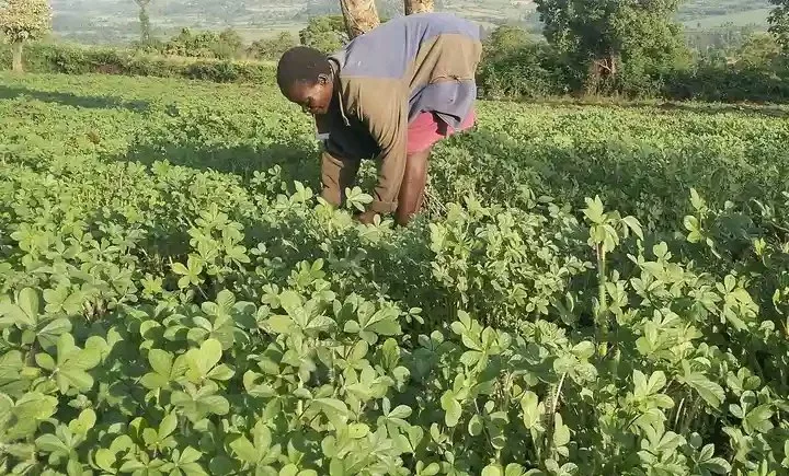 A farmer tends to her vegetable farm.