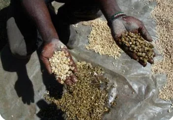Two dead, 13 hospitalised after aflatoxin poisoning
