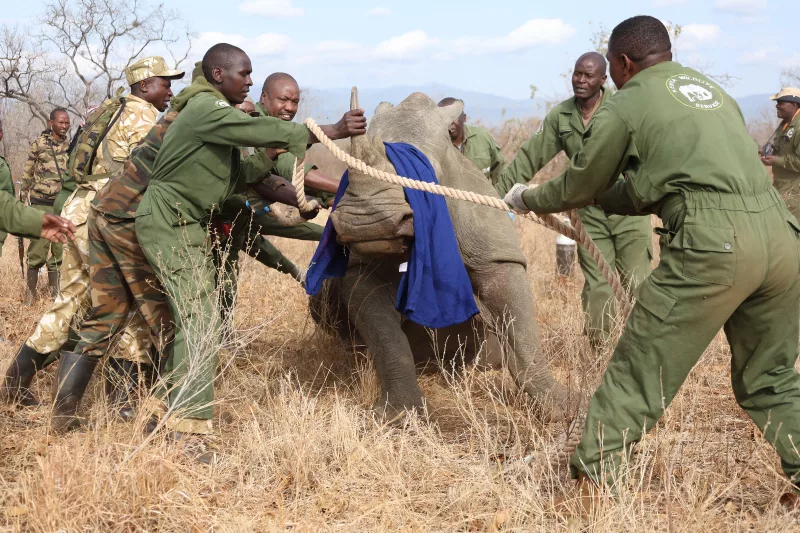 [PHOTOS] KWS translocates white rhinos from Meru