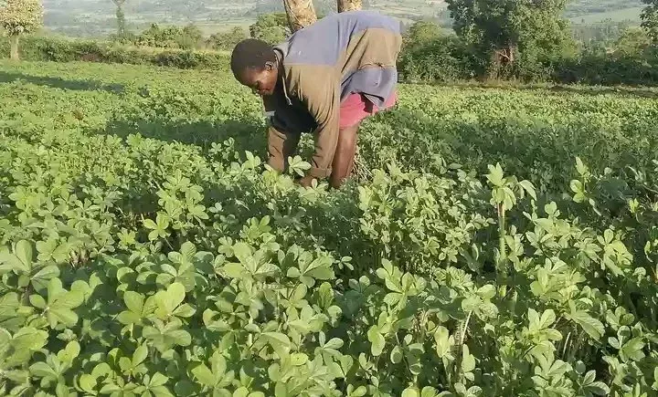 Farmer tends to her vegetables./FILE
