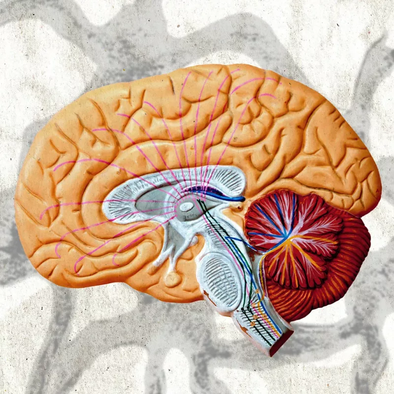 What general anaesthetic reveals about our brains