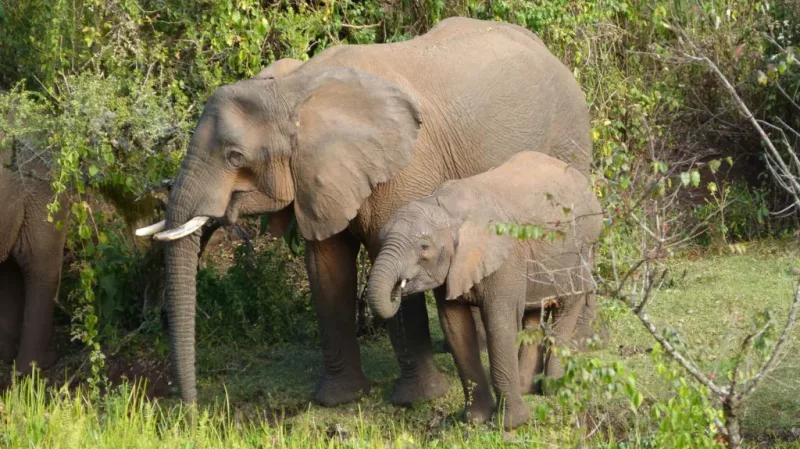 Researchers: Elephants use medicinal plants to treat themselves