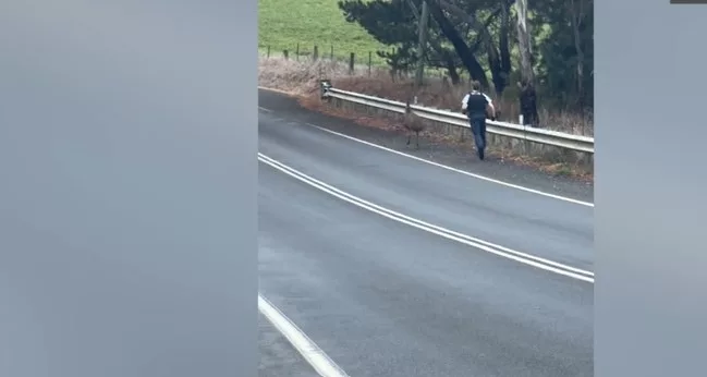 Runaway emu leads to police chase in Australia