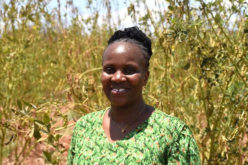 New pigeon pea variety gives dryland farmers year-round harvests