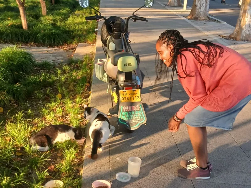 A lost passport, three cats and an unexpected welcome in Ningbo