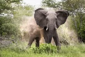 Elephant charging