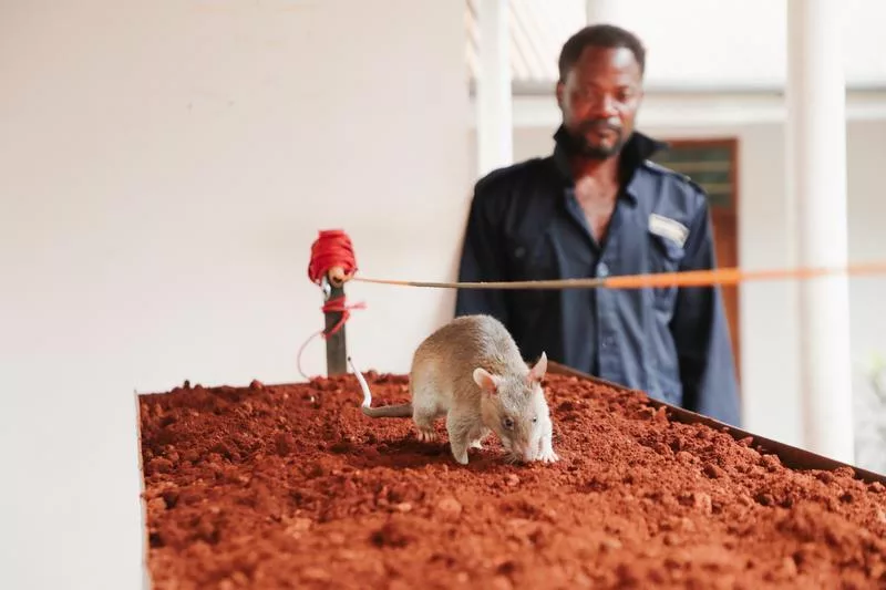 Tanzania's scent-savvy rats grow into unlikely lifesavers