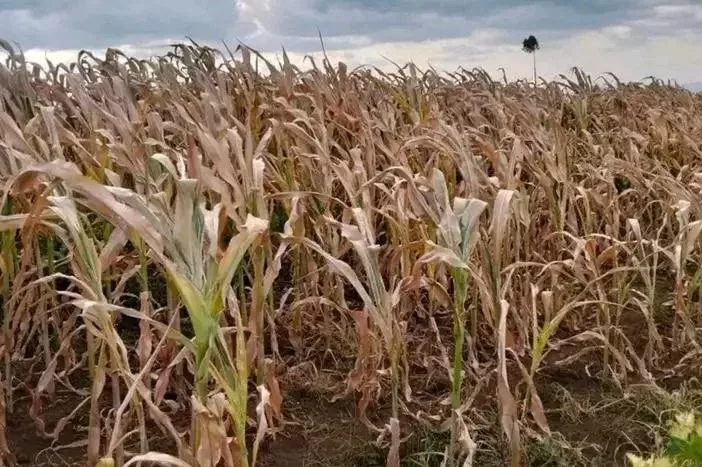 Maize crop damaged by drought in Trans Nzoia county. /FILE