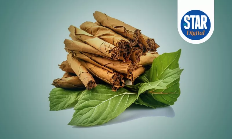 Main tobacco leaf exporters in 2024 in Africa