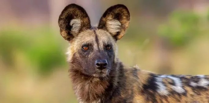 Wild dogs record 2,500-mile trek in search of mate