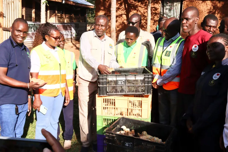 Youths, PWDs in Kasipul get 1,200 chicks for poultry farming