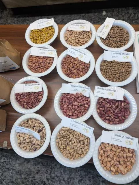 Farmers are turning to improved varieties as erratic weather threatens bean production.