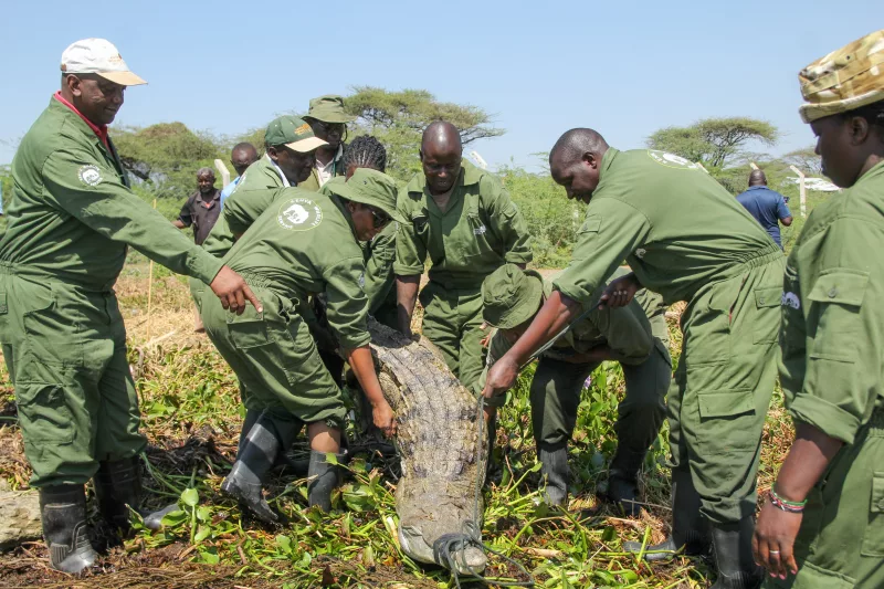 The Kenya Wildlife Service officials relocate crocodiles from areas around Kampi ya Samaki on the western shores of Lake Baringo/KWS
