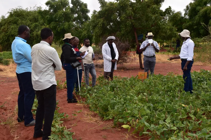 New cowpea and fodder varieties to boost food security in Wajir