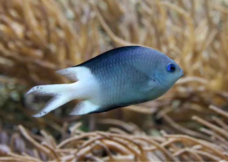 Spiny chromis damselfish