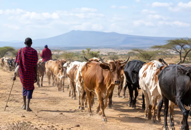 Kenya steps up response to livestock diseases, cross-border movement
