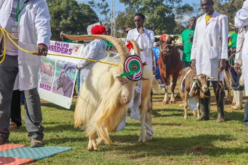 Livestock auction goes live at Nairobi ASK Show