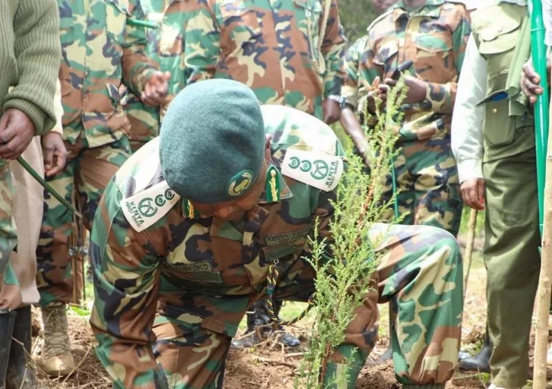 Kenya turns to forestry as new engine for jobs, wealth and green growth