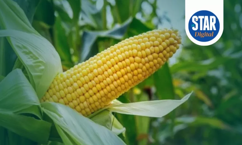 National average price spreads for maize.