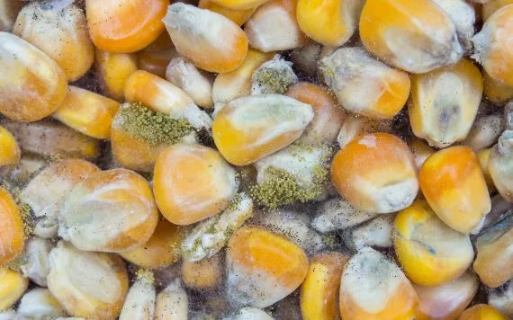 Experts sound alarm over aflatoxin risk in Kenya’s maize