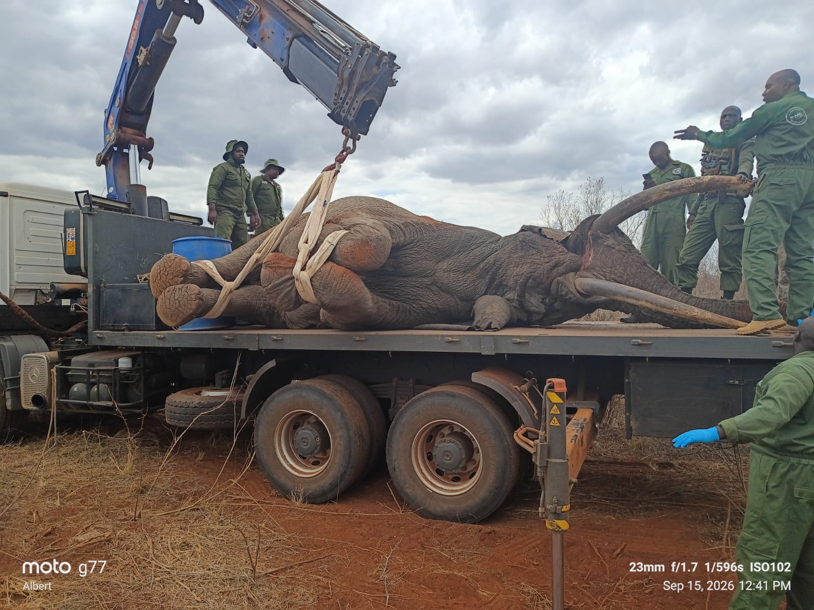 Fence-breaking jumbo captured, moved to Tsavo