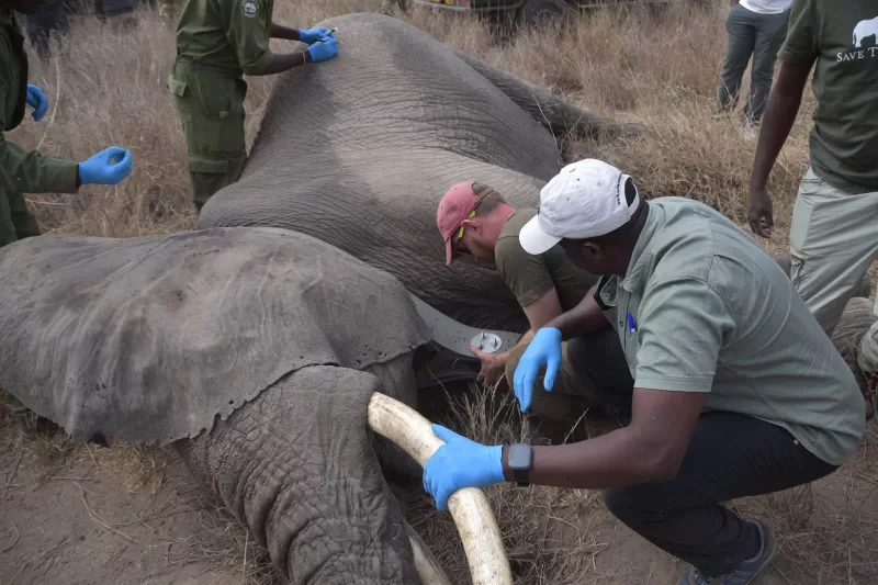 Why data matters to Kenya’s wildlife future