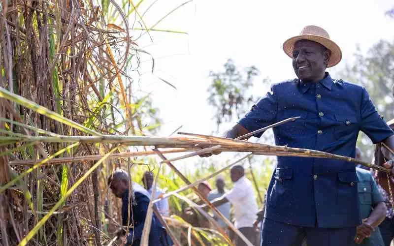 President William Ruto at a sugarcane farm in Western Kenya/PCS