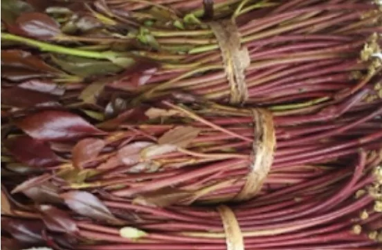 Bunches of miraa/FILE