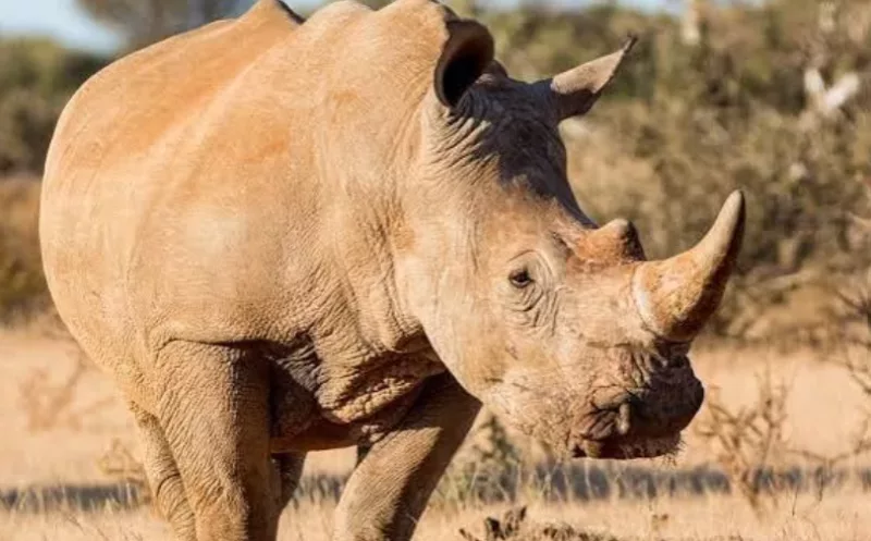 Scientists race to save the White Rhino