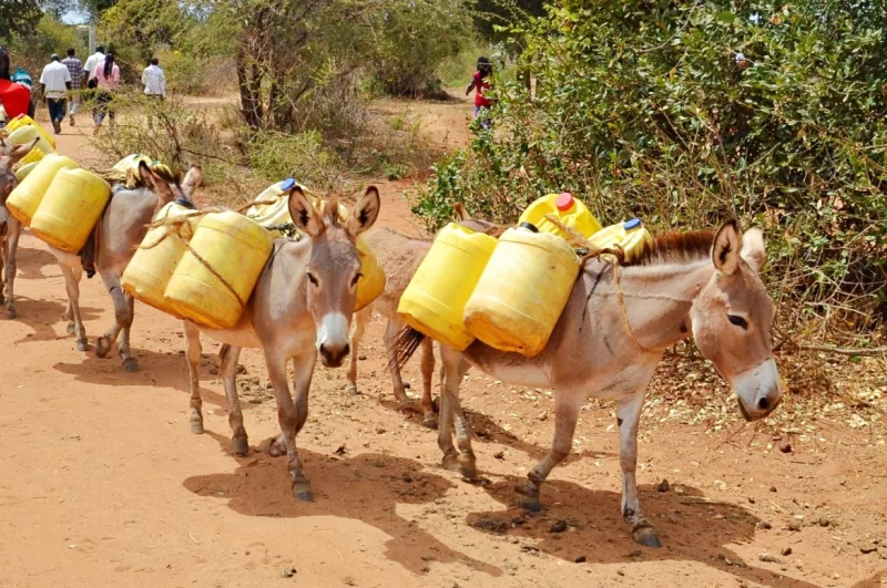 Donkey carrying water home from a water hole in Kitui County.
