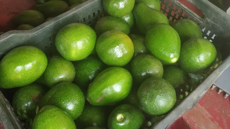 Demand for avocados in India has been booming/Cottanad Plantations via BBC
