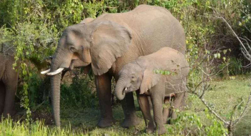 Mount Elgon elephants may be using plants as medicine