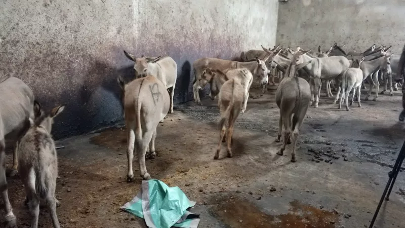 Cops raid Juja slaughterhouse, rescue 30 donkeys